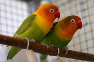 parrot lovebirds